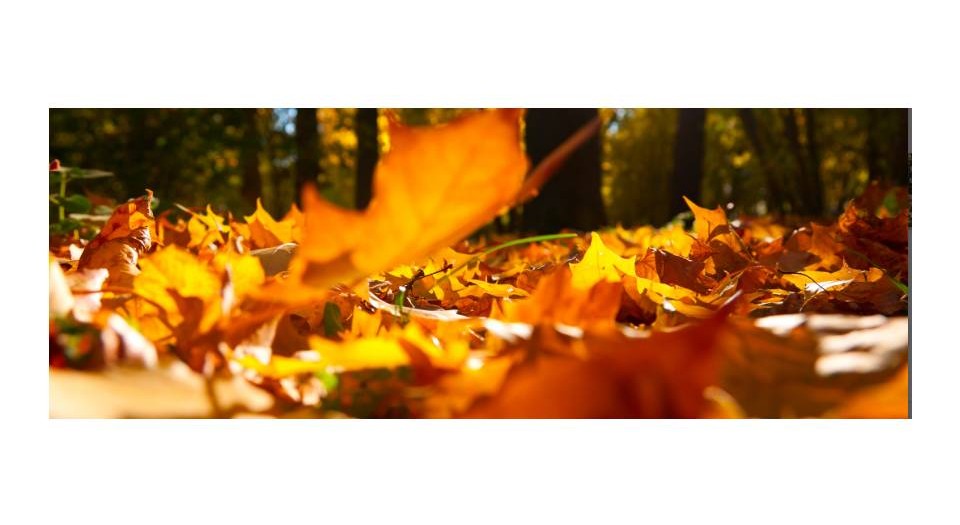 Herfst-basicuitvaartrotterdam
